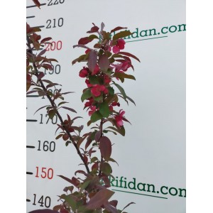 Süs Elması Fidanı 4 Yaş Tijli  Süs Elması Fidanı 4 Yaş Tijli