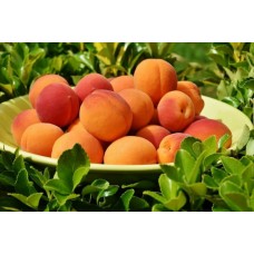 4 Yaş Tokaloğlu Kayısı Fidanı 4 Yaş Tokaloğlu Kayısı Fidanı