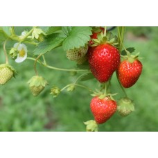 Çilek Fidesi 45'li Yediveren Çilek Fidesi 45'li Yediveren