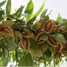 Badem Fidanı Paketi 4'lü Badem Fidanı Paketi 4'lü