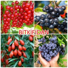 4'lü Üzümsü Meyve Fidanı Paketi 4'lü Üzümsü Meyve Fidanı Paketi