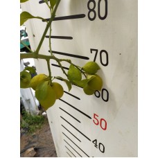 5 Yaş Aşılı Yediveren Mayer Limon Fidanı-Üzeri Meyveli 5 Yaş Aşılı Yediveren Mayer Limon Fidanı-Üzeri Meyveli