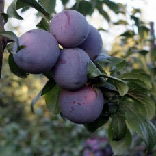 6 Yaş Angelino Erik Fidanı 6 Yaş Angelino Erik Fidanı