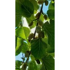 Dut Fidanı 6 Yaş Beyaz Dut Fidanı 6 Yaş Beyaz