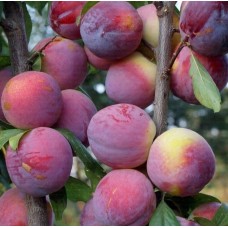 6 Yaş Fortuna Erik Fidanı 6 Yaş Fortuna Erik Fidanı