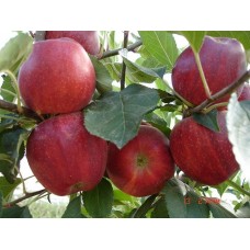 6 Yaş Gala Elma Fidanı 6 Yaş Gala Elma Fidanı