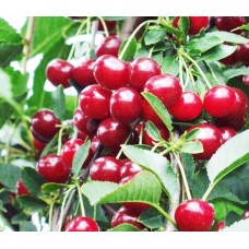 6 Yaş Kütahya Vişnesi Fidanı 6 Yaş Kütahya Vişnesi Fidanı