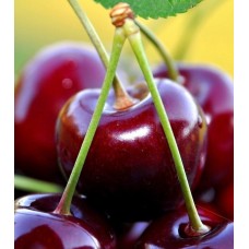 6 Yaş  Napolyon Kiraz Fidanı 6 Yaş  Napolyon Kiraz Fidanı