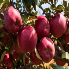 6 Yaş  Starkrimson Elma Fidanı 6 Yaş  Starkrimson Elma Fidanı