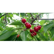 6 Yaş Yarımca (early Burlat) Kiraz Fidanı 6 Yaş Yarımca (early Burlat) Kiraz Fidanı