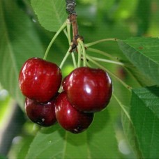 6 Yaş Z900 Kiraz Fidanı 6 Yaş Z900 Kiraz Fidanı