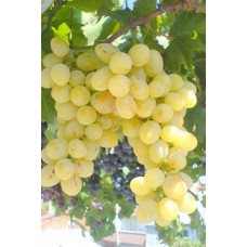 Yalova İncisi Üzüm fidanı Yalova İncisi Üzüm fidanı