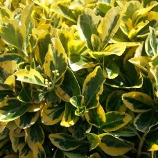 Altuni Taflan Altuni Taflan