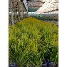 Carex Acarus Bitkisi  10'lu Carex Acarus Bitkisi  10'lu