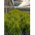 Carex Acarus Bitkisi  10'lu