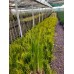 Carex Acarus Bitkisi  10'lu Carex Acarus Bitkisi  10'lu