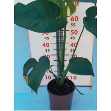 Deve Tabanı-Monstera Deliciosa 40-60 cm Deve Tabanı-Monstera Deliciosa 40-60 cm