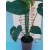 Deve Tabanı-Monstera Deliciosa 40-60 cm Deve Tabanı-Monstera Deliciosa 40-60 cm