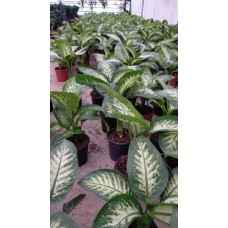 Diffenbahya Bitkisi - 60 Cm Diffenbahya Bitkisi - 60 Cm