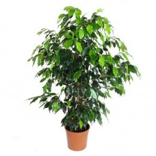 Ficus Benjamin Daniella 90-100 Cm Ficus Benjamin Daniella 90-100 Cm