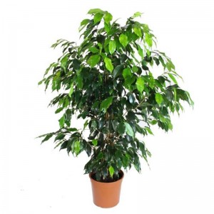 Ficus Benjamin Daniella 90-100 Cm Ficus Benjamin Daniella 90-100 Cm