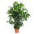 Ficus Benjamin Daniella 90-100 Cm Ficus Benjamin Daniella 90-100 Cm