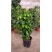 Ficus Benjamin Daniella 90-100 Cm Ficus Benjamin Daniella 90-100 Cm