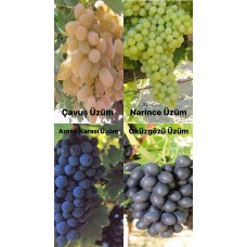 Geleneksel Üzüm Fidanı Paketi Geleneksel Üzüm Fidanı Paketi