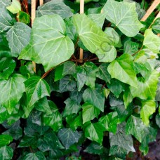 Sarmaşık hedera bitkisi Sarmaşık hedera bitkisi