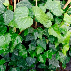 Sarmaşık hedera bitkisi Sarmaşık hedera bitkisi