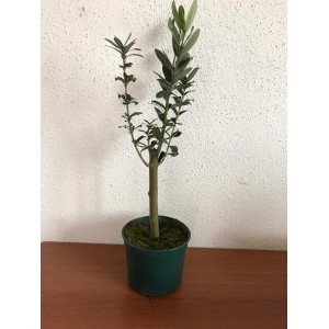 Minyatür Zeytin Fidanı Minyatür Zeytin Fidanı
