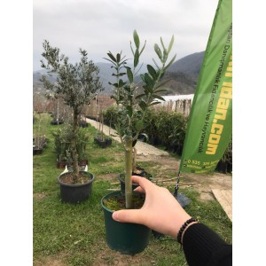 Minyatür Zeytin Fidanı Minyatür Zeytin Fidanı