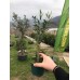 Minyatür Zeytin Fidanı
