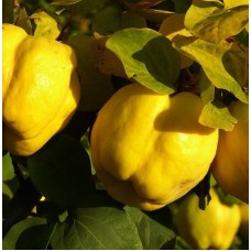 Ayva Fidanı 4 Yaş  Eşme Ayva Fidanı 4 Yaş  Eşme