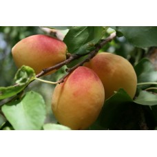 4 Yaş Iğdır Kayısı Fidanı 4 Yaş Iğdır Kayısı Fidanı