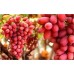 Crimson Seedless Üzüm Fidanı