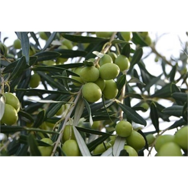 Yetişkin Gemlik Zeytin Fidanı 120-150cm