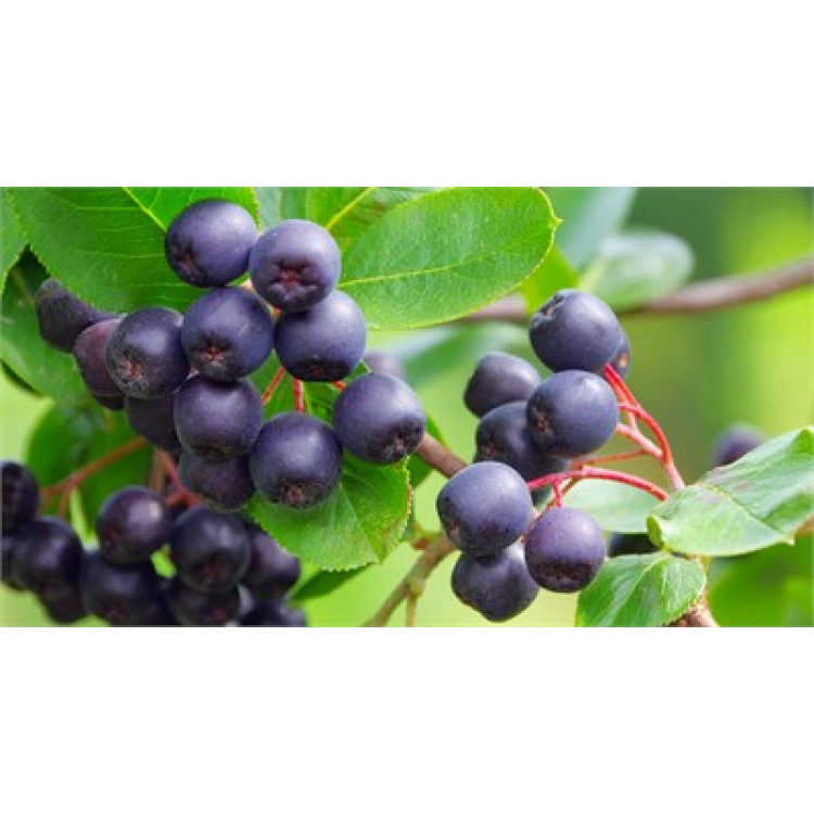 2 Yaşlı Nero Aronia ( Aronya) Fidanı