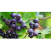 2 Yaşlı Viking Aronia ( Aronya) Fidanı 2 Yaşlı Viking Aronia ( Aronya) Fidanı