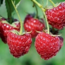 Heritage Ahududu Fidanı