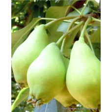 Akça Armut Fidanı Akça Armut Fidanı