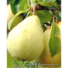 Williams Armut Fidanı