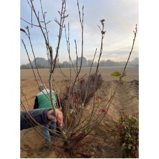 4 Yaşlı Nero Aronia (Aronya) Fidanı 4 Yaşlı Nero Aronia (Aronya) Fidanı