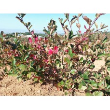 4 Yaşlı Viking Aronia (Aronya) Fidanı 4 Yaşlı Viking Aronia (Aronya) Fidanı