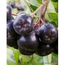 Yetişkin Nero Aronia ( Aronya) Fidanı Yetişkin Nero Aronia ( Aronya) Fidanı