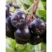 Yetişkin Nero Aronia ( Aronya) Fidanı Yetişkin Nero Aronia ( Aronya) Fidanı