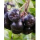 Yetişkin Nero Aronia ( Aronya) Fidanı