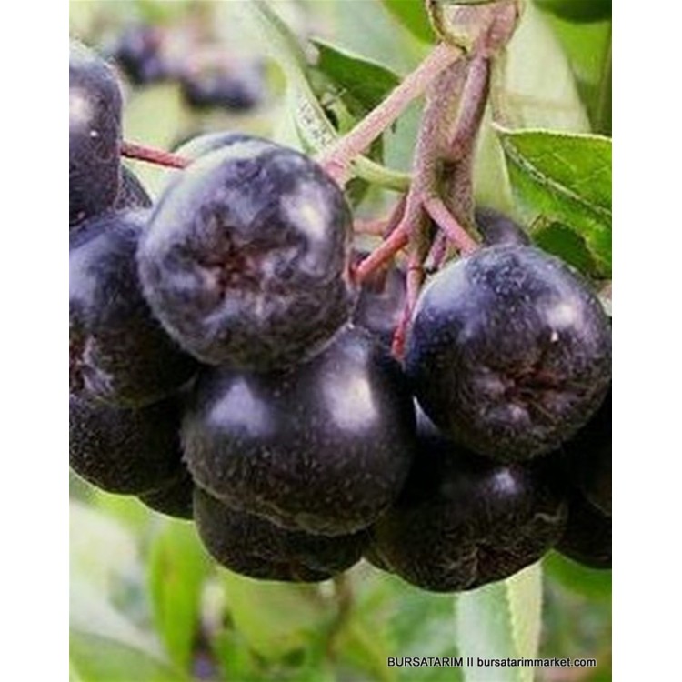 2 Yaşlı Galicjanka Aronia ( Aronya) Fidanı