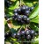 2 Yaşlı Nero Aronia ( Aronya) Fidanı 2 Yaşlı Nero Aronia ( Aronya) Fidanı