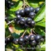 2 Yaşlı Nero Aronia ( Aronya) Fidanı 2 Yaşlı Nero Aronia ( Aronya) Fidanı
